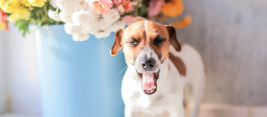 Kleiner Jack Russell Terrier Hund gähnt vor einer blauen Vase mit bunten Blumen im Hintergrund