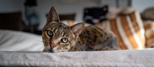 Nahaufnahme einer entspannten Hauskatze mit geflecktem Fell, die auf einem weichen Bett liegt und direkt in die Kamera schaut.