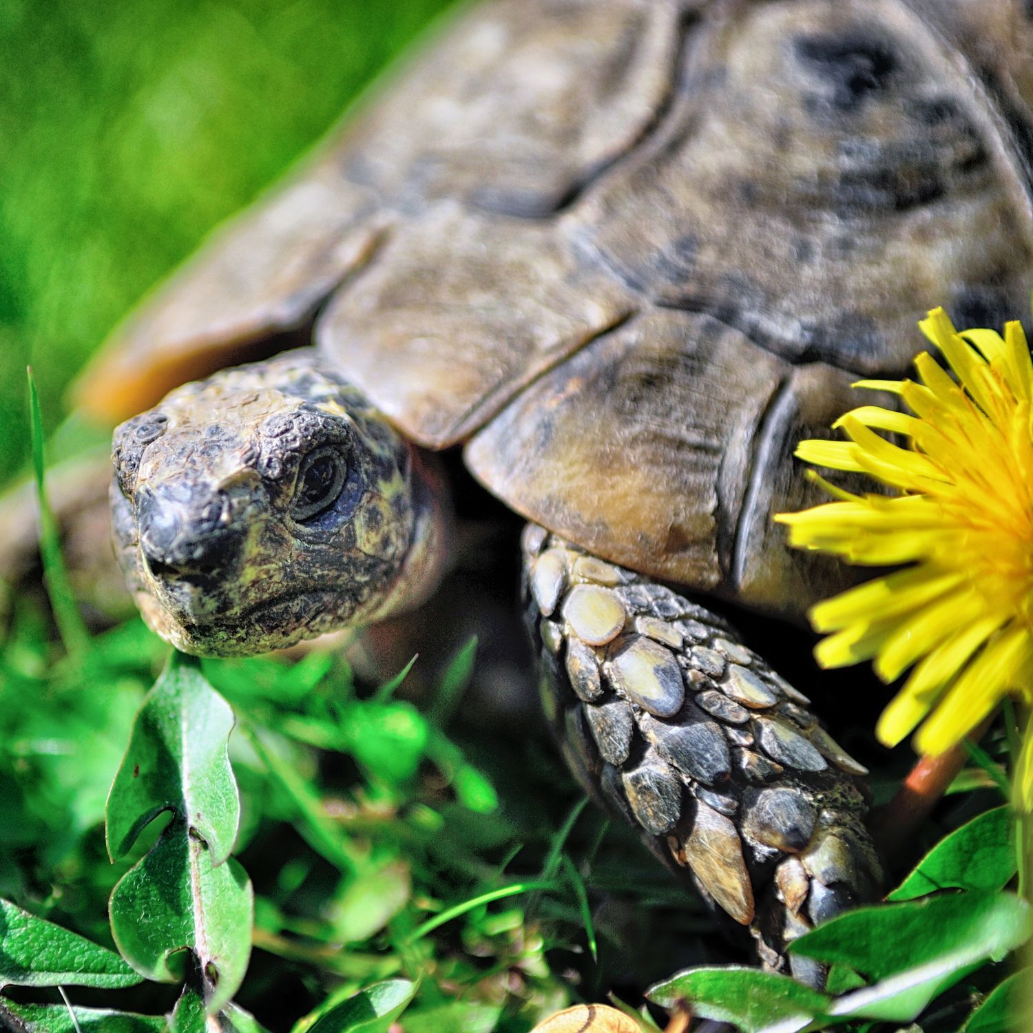 Schildkroete liegt auf der Wiese