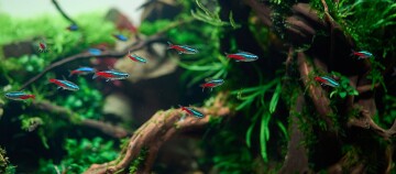 Buntes Aquarium mit leuchtend blauen und roten Neonfischen, umgeben von grünen Wasserpflanzen und verwurzeltem Treibholz.