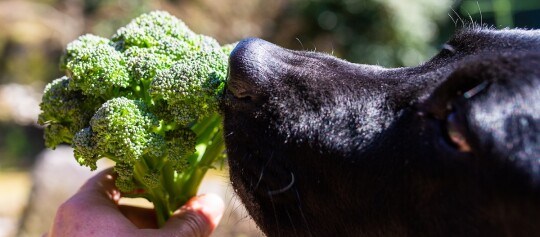 Schwarzer Hund schnuppert an frischem grünem Brokkoli, gehalten von einer Hand, Nahaufnahme im Freien