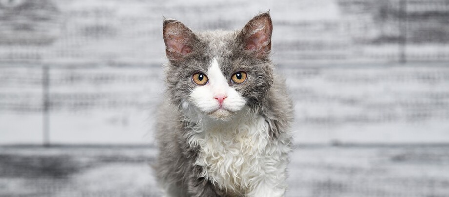 Selkirk Rex Portrait