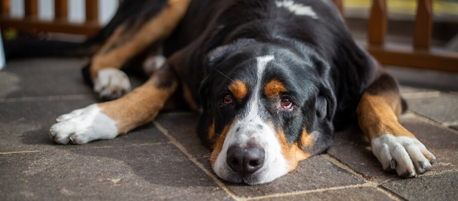 Ein Hund liegt auf einem Steinboden