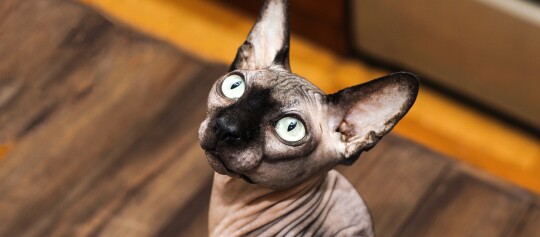 Nahaufnahme einer Sphynx-Katze mit großen grünen Augen und faltiger, haarloser Haut, die nach oben schaut