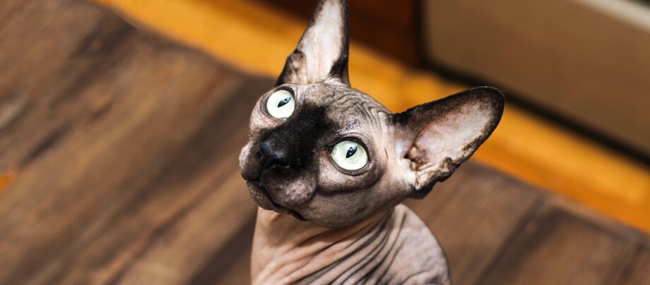 Kanadische Sphynx