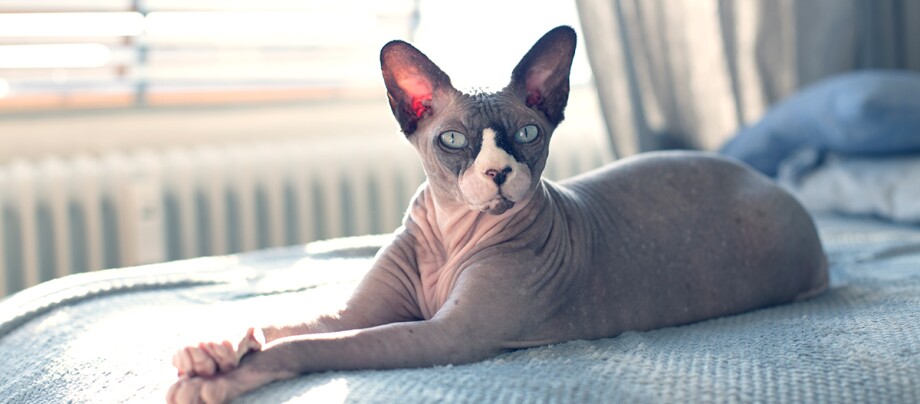 Sphynxkatze