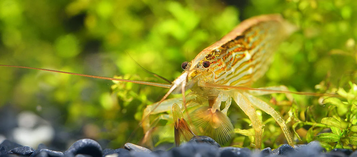 Nahaufnahme einer Süßwassergarnele in einem Aquarium mit grünen Wasserpflanzen und dunklen Kieselsteinen