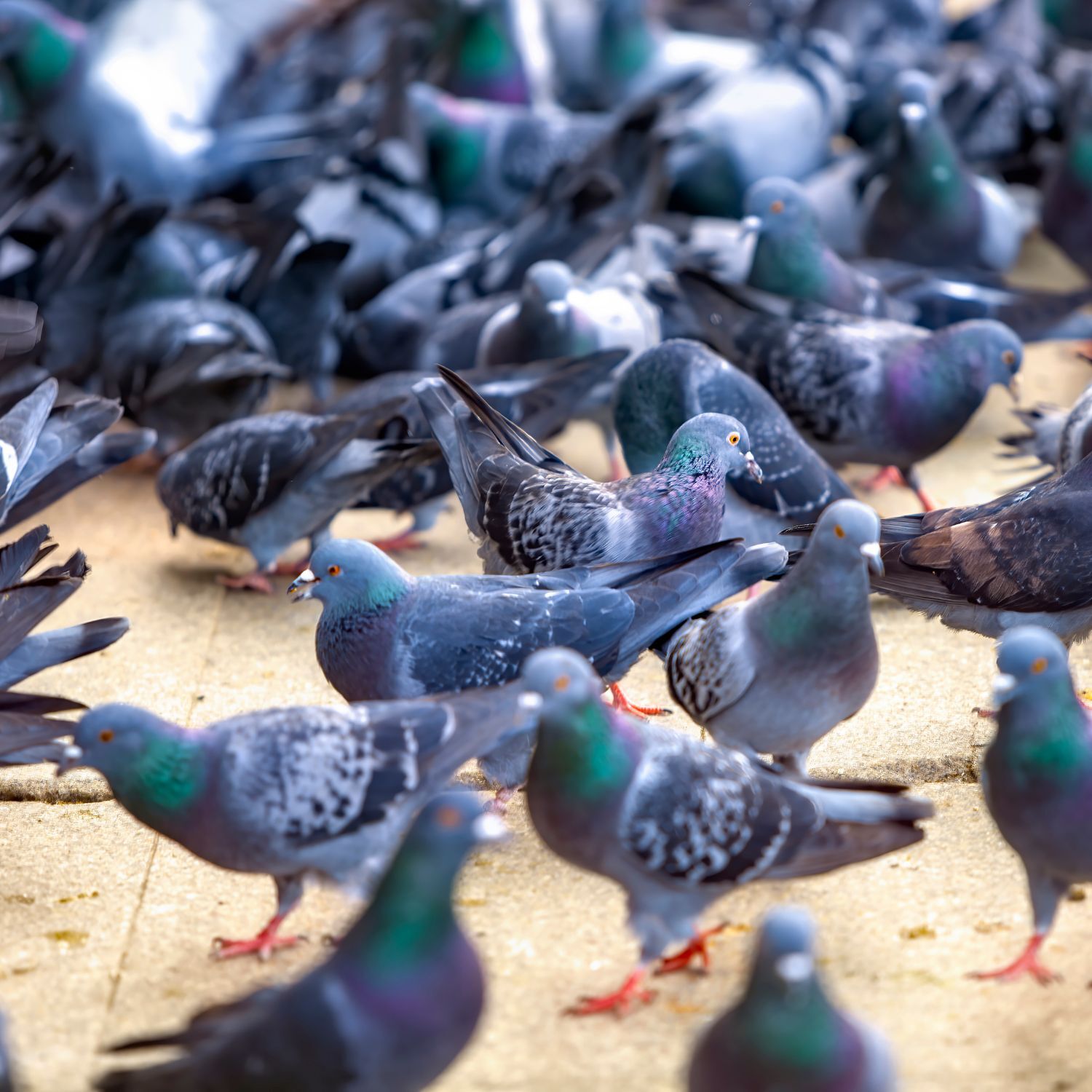 Tauben Ansammlung auf einem Platz
