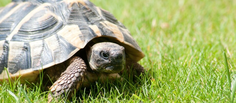 Griechische Landschildkröte im Gras