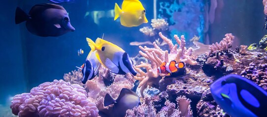 Bunte tropische Fische wie Gelber Doktorfisch, Clownfisch und Blauer Doktorfisch schwimmen in einem lebendigen Korallenriff-Aquarium mit vielfältigen Korallen und Anemonen.