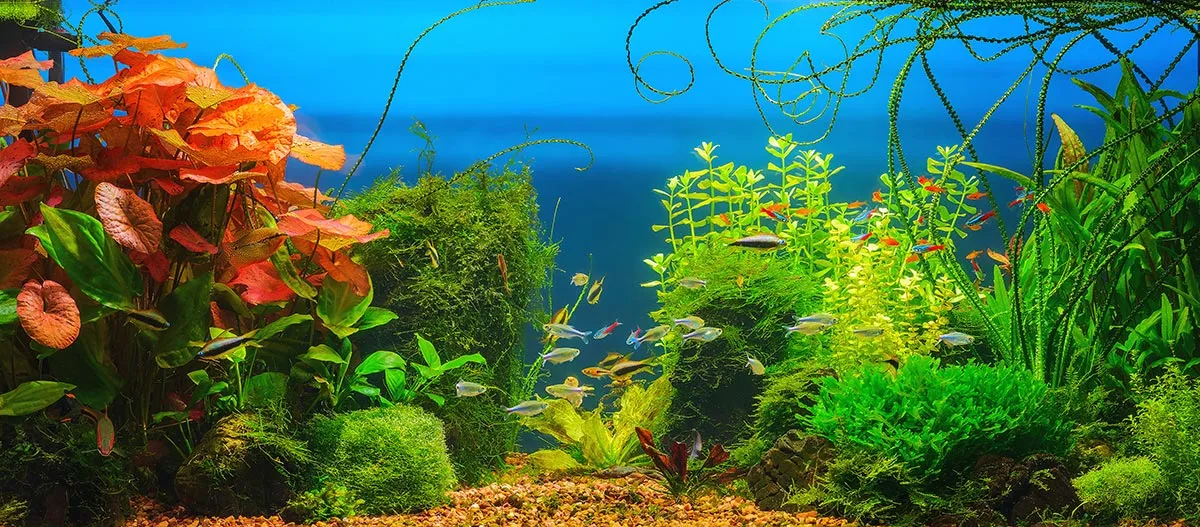 Buntes Süßwasser-Aquarium mit vielfältigen Wasserpflanzen und farbenfrohen kleinen Fischen in klarem Wasser.