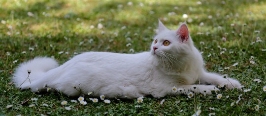 Weißer langhaariger Kater liegt auf einer Wiese mit kleinen weißen und gelben Blumen, aufmerksam nach rechts schauend.