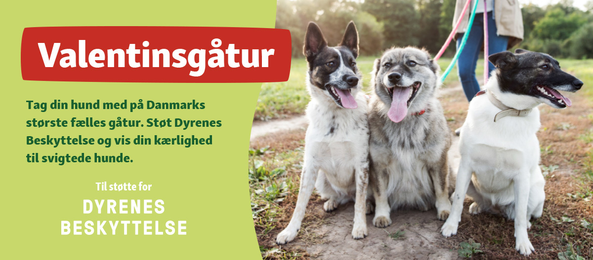 Valentinsgåtur 2023 DK