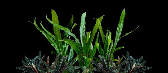 Grüne Zimmerpflanzen mit langen, glänzenden Blättern vor schwarzem Hintergrund