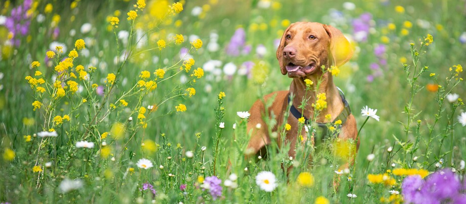 Weimaraner auf blühender Wiese