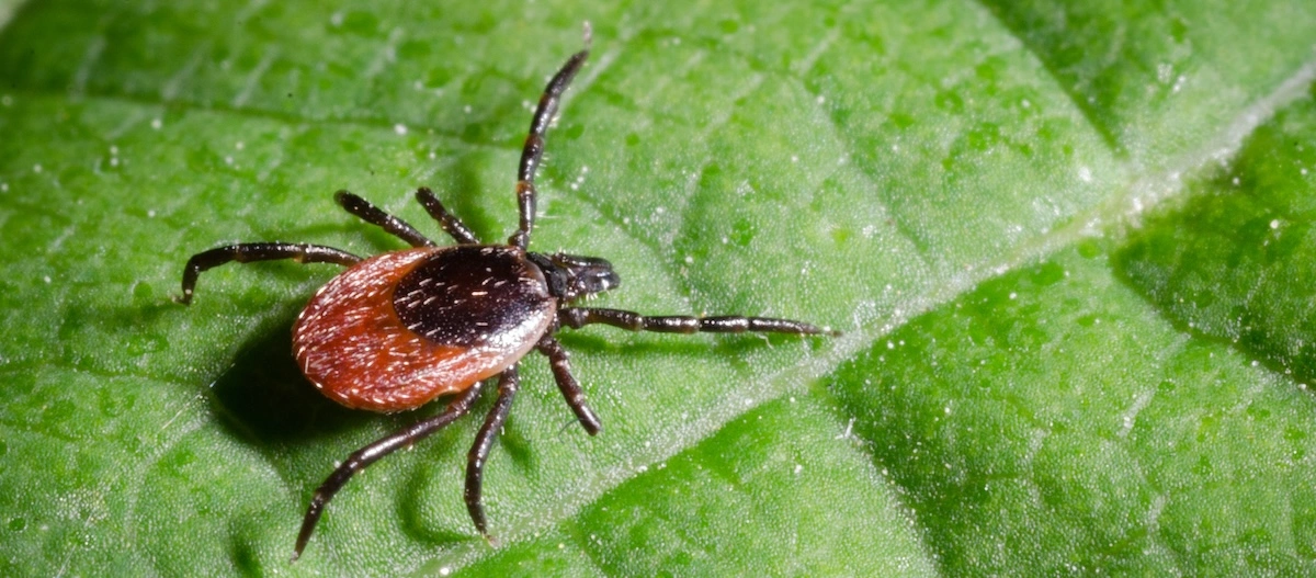 Nahaufnahme einer Zecke mit rotbraunem Körper auf einem grünen Blatt, detaillierte Makrofotografie einer Zecke auf Laub