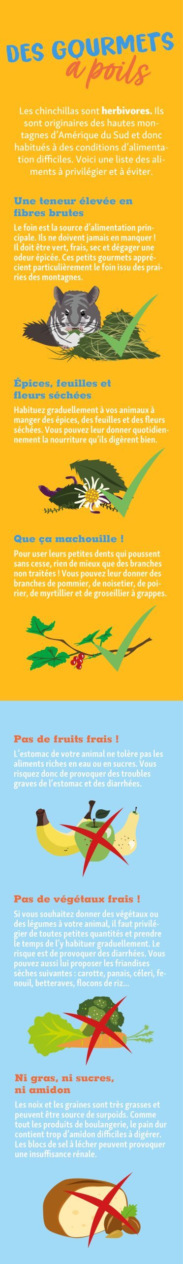 APP_Infografik_96_Chinchilla_dos_and_donts_FR Chinchilla sitzt auf einem Blatt