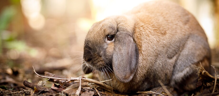 Ein Kaninchen sitzt auf Laub.