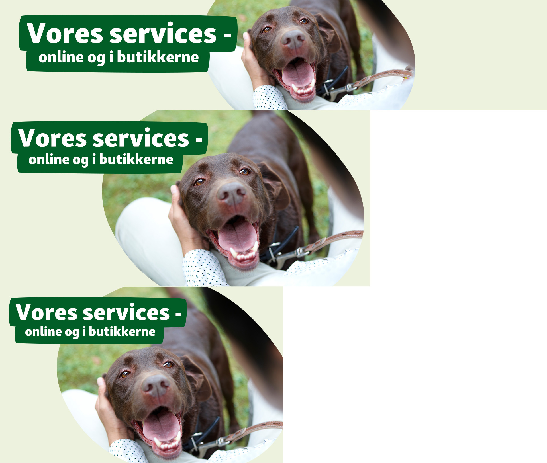 DK_Allgemein_Service-Seite-Hund_PLP und Stage Teaser 1920 x 1626 Services i Maxi Zoo banner