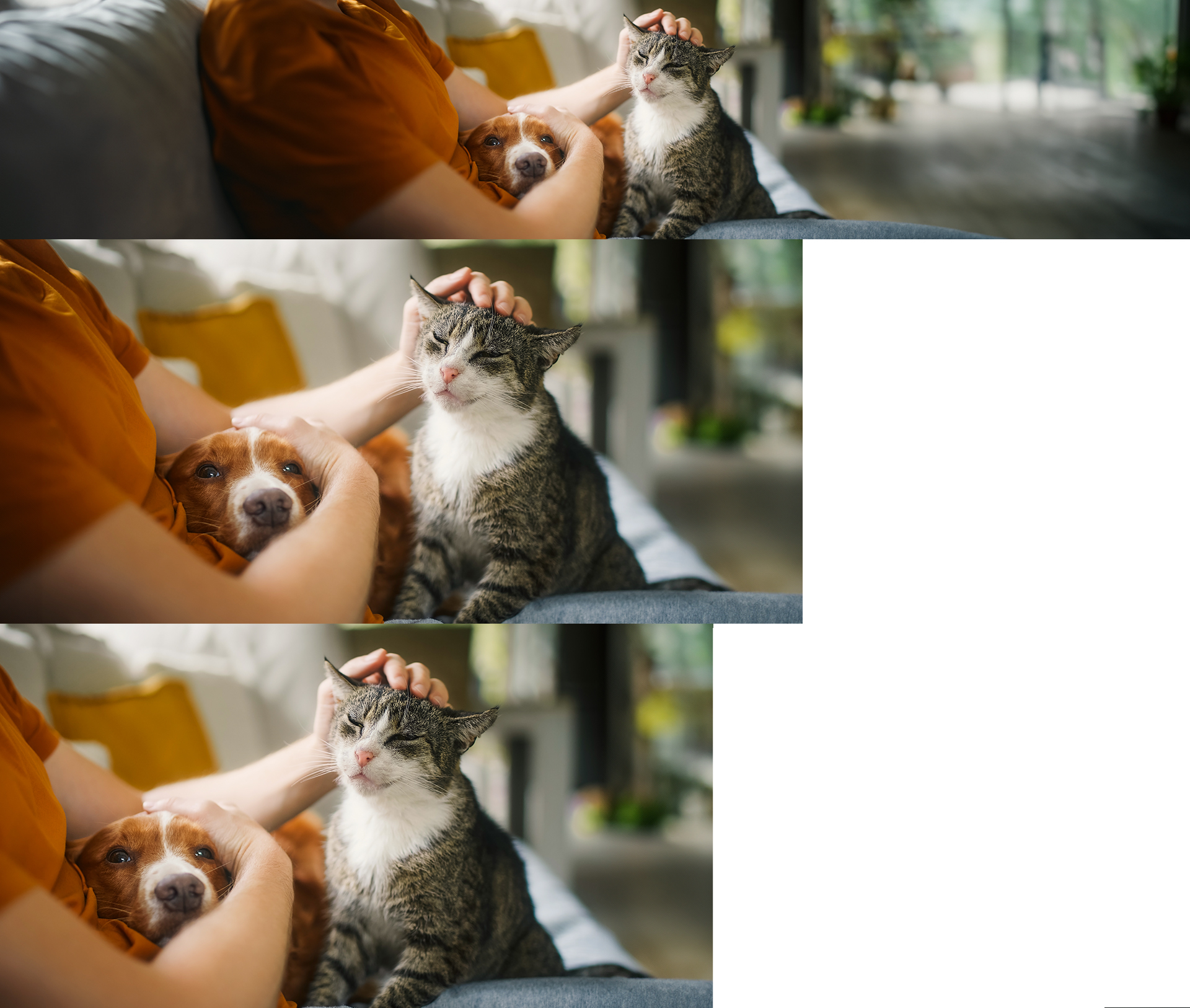 Dog and cat being petted by a man