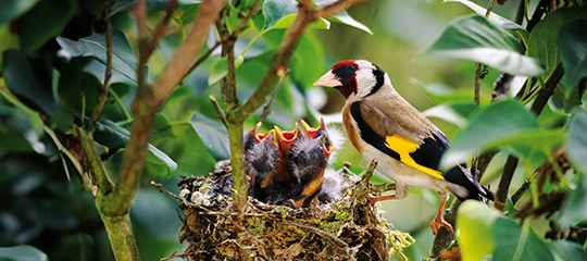 Wild Birds Deal