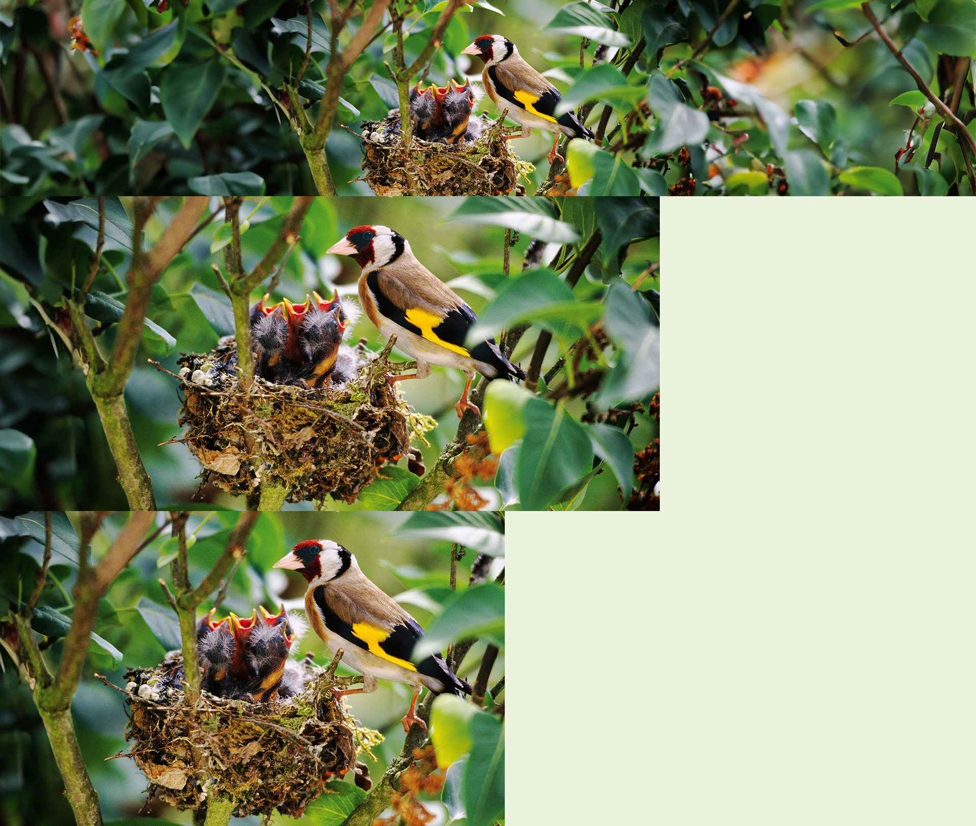 Wild Birds Deal