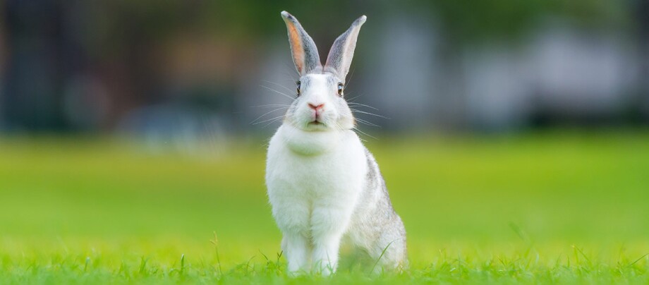 Grau Weißes Kaninchen auf einer Wiese.
