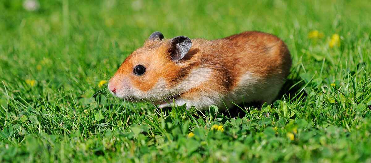 Ein Hamster läuft auf einer grünen Wiese.