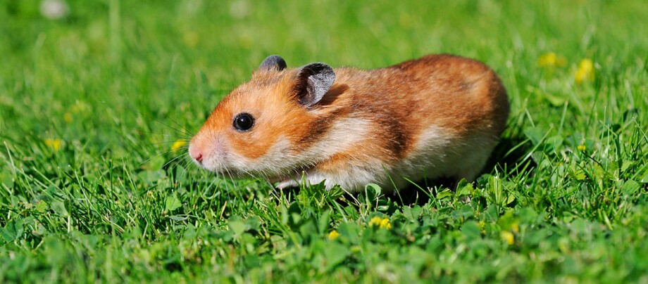 Hamster_auf_gruener_Wiese1200x527px Nahaufnahme eines braun-weißen Hamsters auf grünem Gras mit kleinen gelben Blumen im Freien