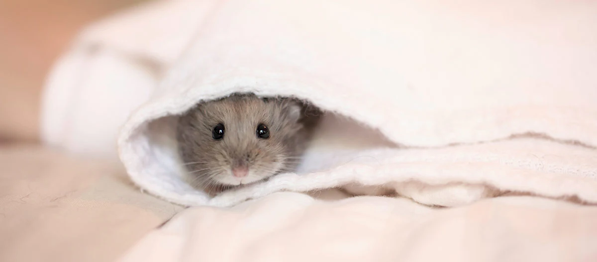 Kleiner Hamster schaut neugierig aus einem weißen Handtuch, niedliches Haustier in gemütlicher Umgebung