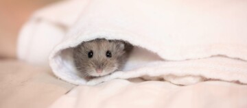 Kleiner Hamster schaut neugierig aus einem weißen Handtuch, niedliches Haustier in gemütlicher Umgebung