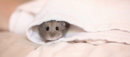 Ein Zwerghamster ist in einem Handtuch.