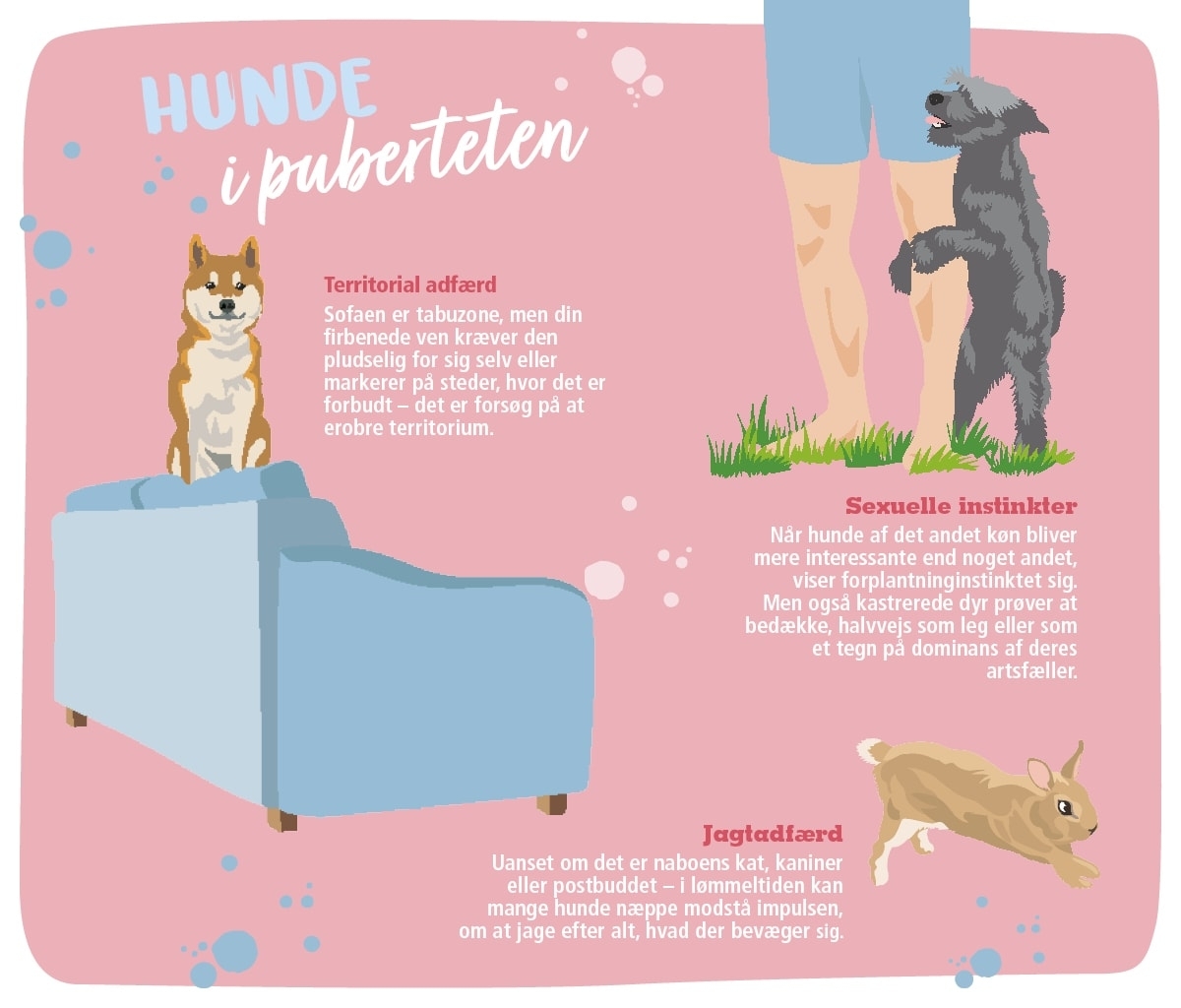 Hunde-i-puberteten-grafik