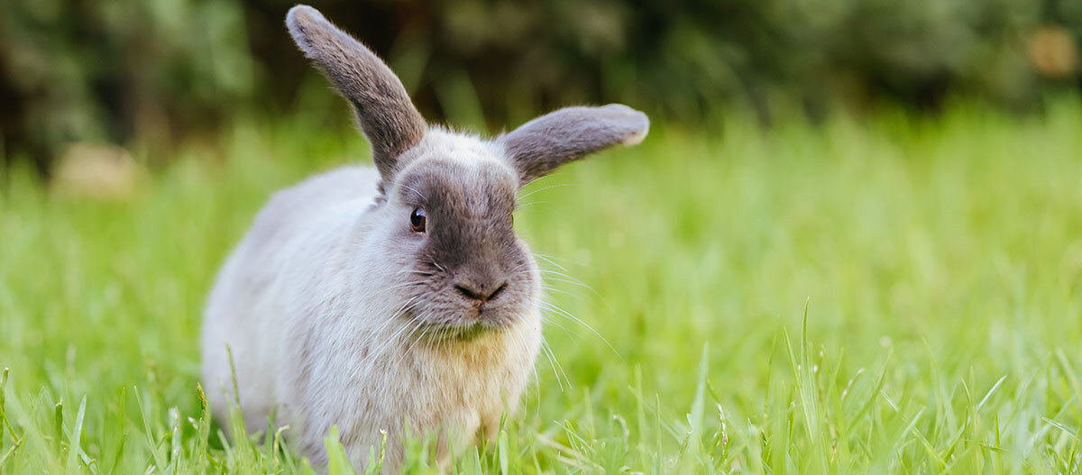 Ein graues Kaninchen auf einer Wiese.