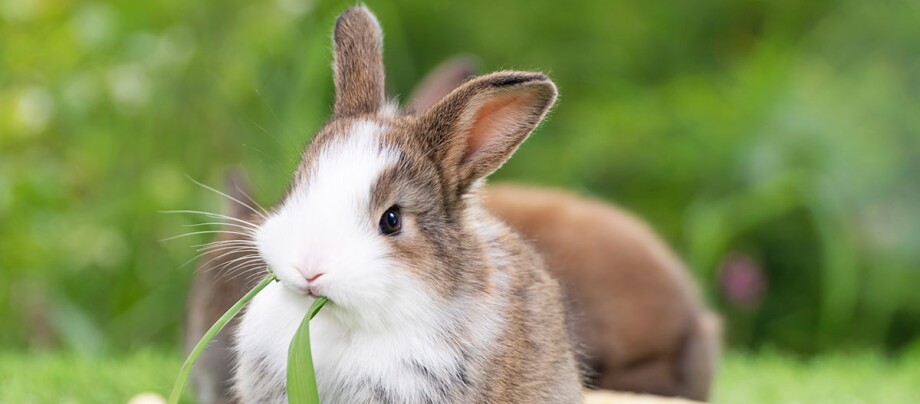 Ein Kaninchen frisst einen Grashalm.
