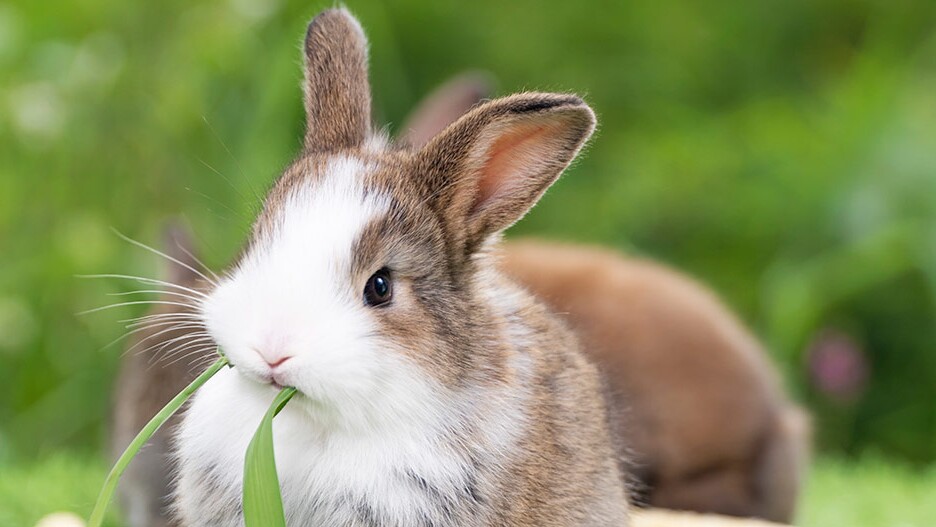 Kaninchen-Ernhrung: Infos & Tipps | FRESSNAPF