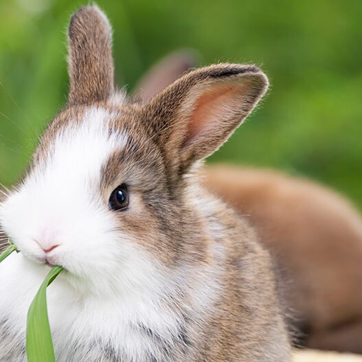 Kaninchen-Ernhrung: Infos & Tipps | FRESSNAPF