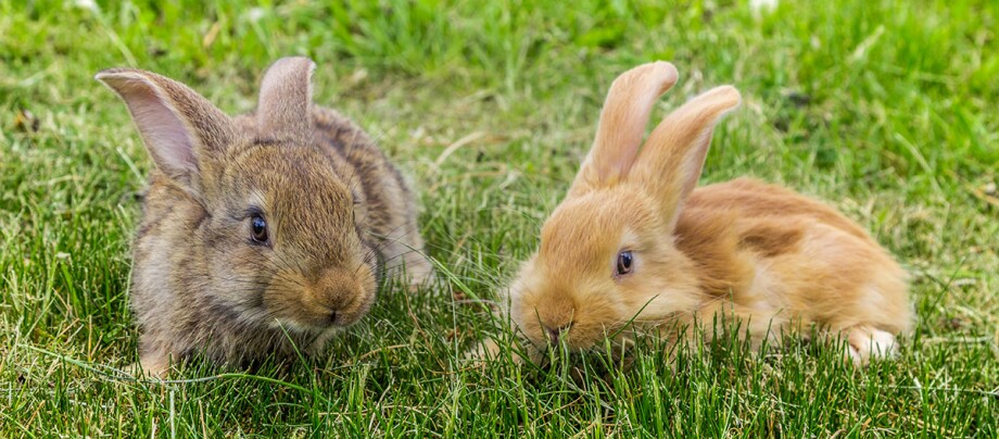 Zwei Kaninchen liegen auf einer gruenen Wiese.