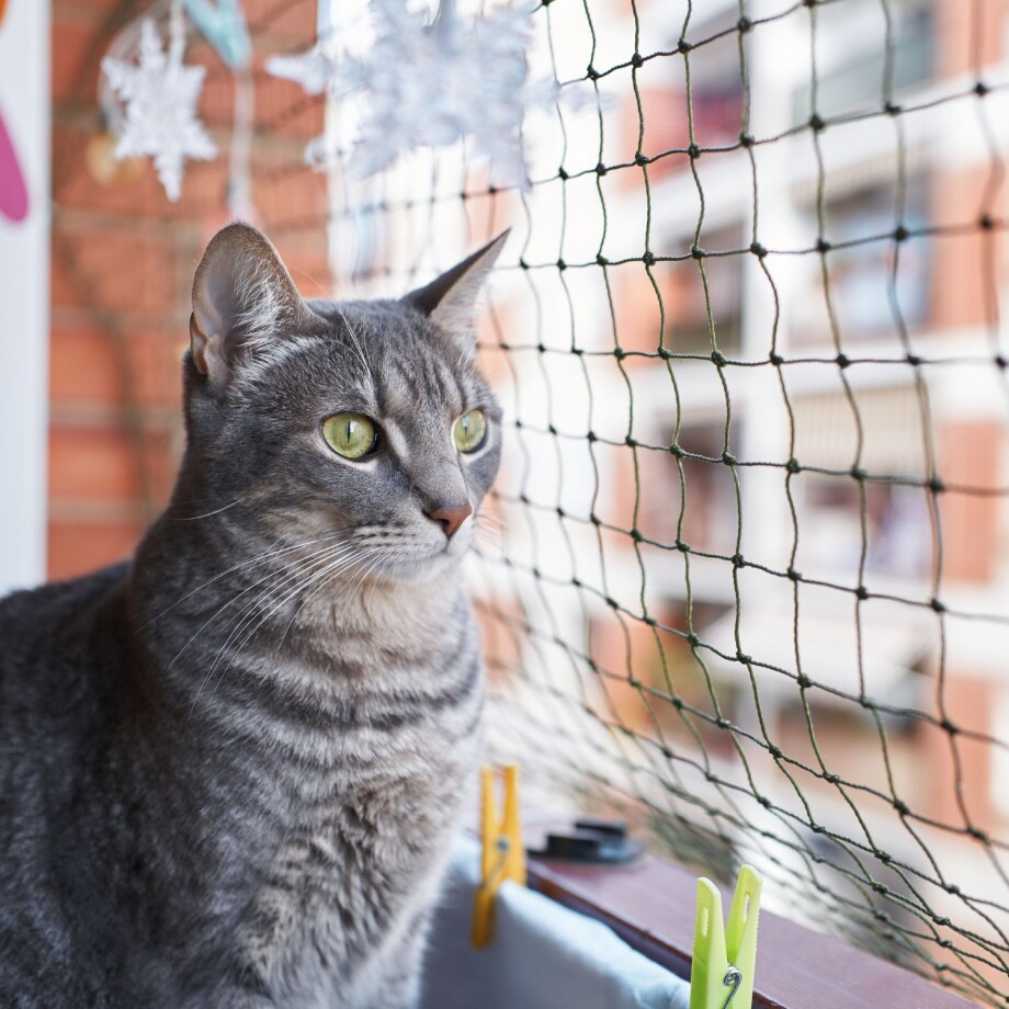 Katze sitzt auf einem Balkon