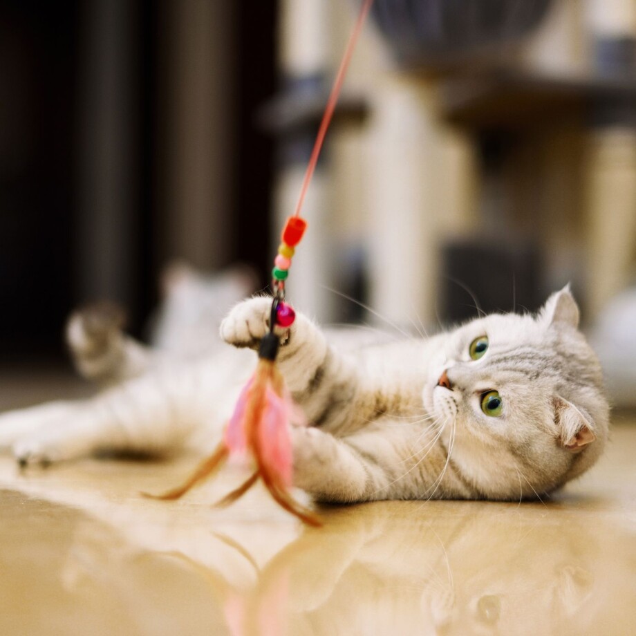 Graue Katze spielt auf dem Boden