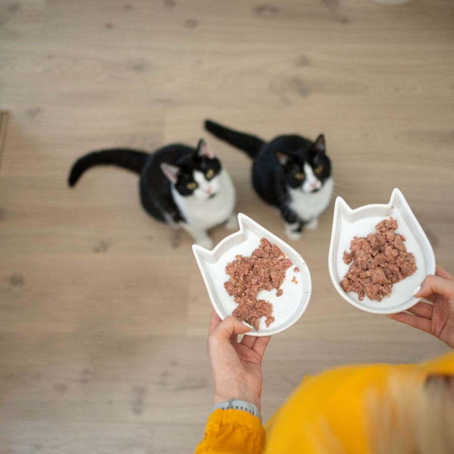 Zwei Katzen werden gefüttert