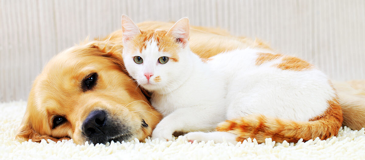 Ein Hund und eine Katze liegen nebeneinander.