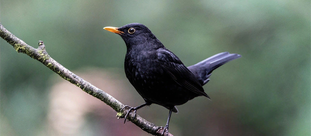 Schwarzvogel mit orange-gelbem Schnabel auf moosbewachsenem Ast vor unscharfem grünem Hintergrund