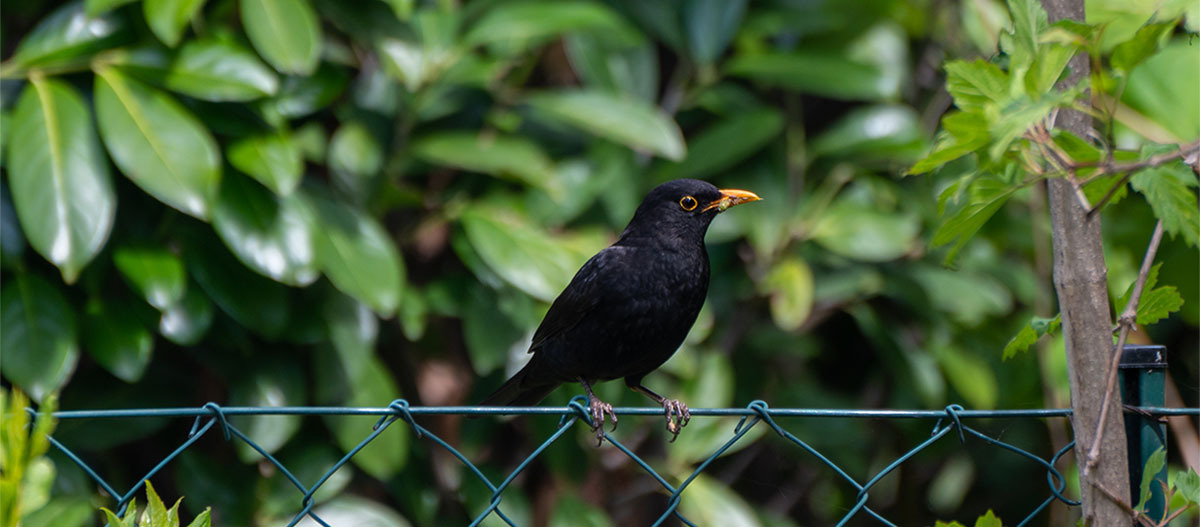 Eine Amsel sitzt auf einem Maschendrahtzaun