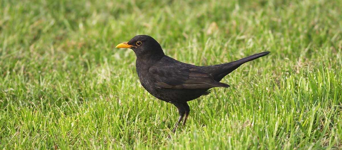 Eine Amsel steht im Gras