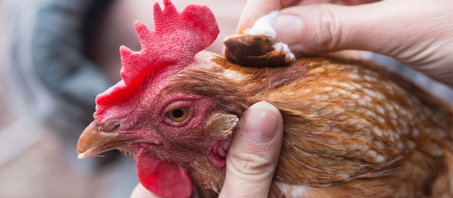 Ein Arzt behandelt ein Huhn auf dem Arm