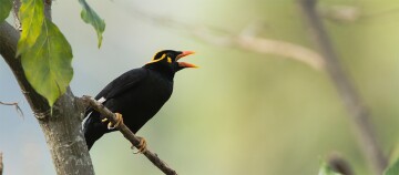 Schwarzer Vogel mit gelben Augenmarkierungen und orangefarbenem Schnabel, der auf einem Ast sitzt