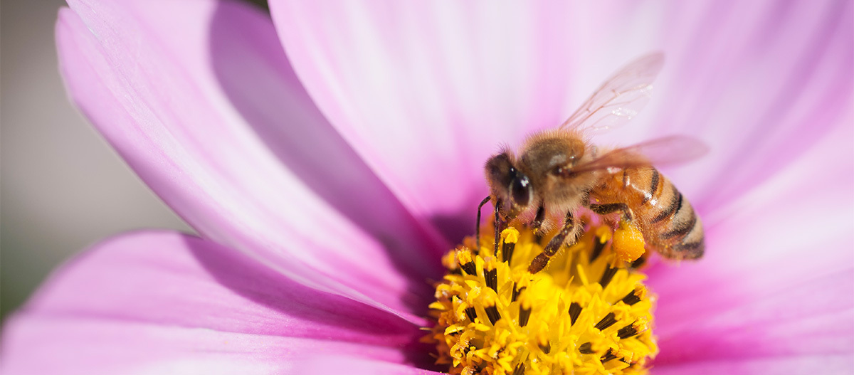 Eine Biene sitzt in einer rosa Blüte