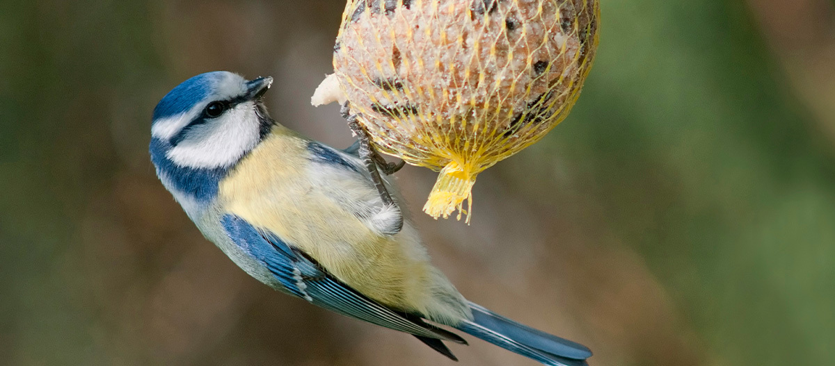 Eine Blaumeise hängt an einem Meisenknödel