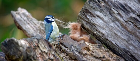 Blaumeise mit Nistmaterial auf altem Holz im Wald